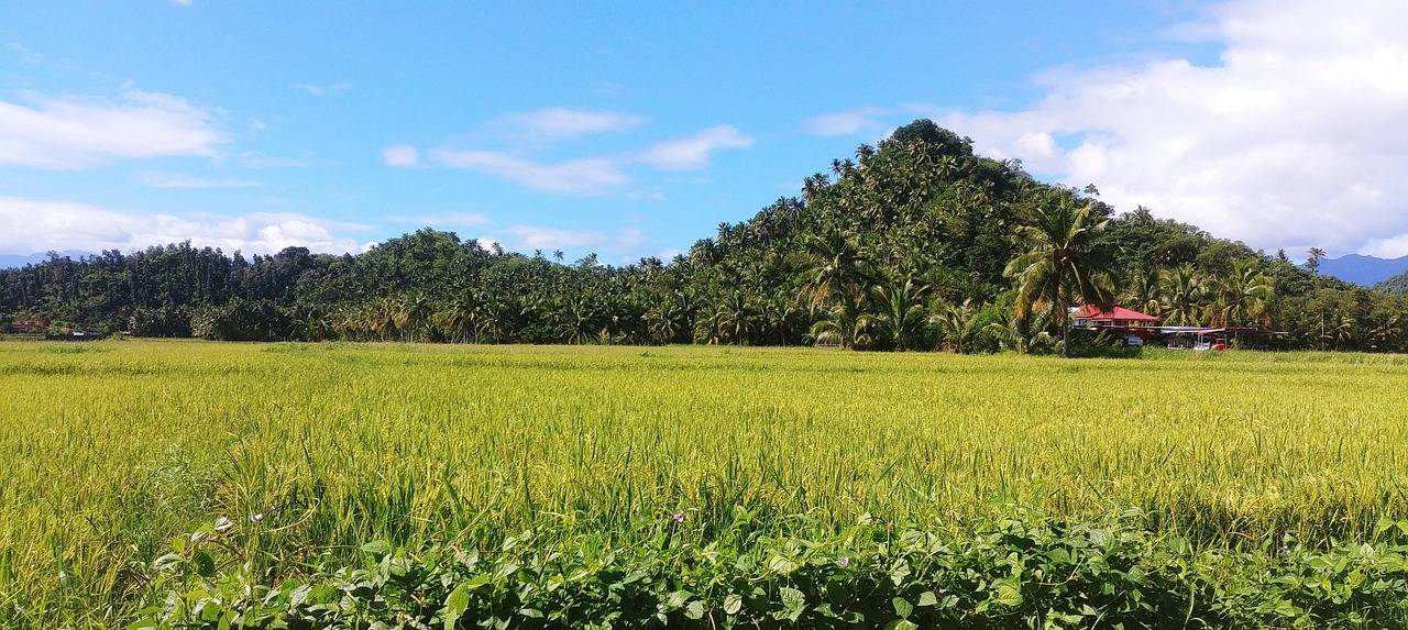 Agricultural Competitiveness Enhancement Fund Scholarship Program